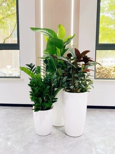 探寻杭州湾最佳花卉租赁，这家千万别错过！